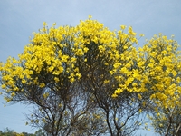 Portella_Calanna - Genista_aetnensis_20110605 101.jpg